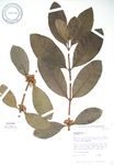 Coffea mauritiana   - 
