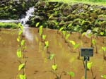 Colocasia esculenta   - Young planting in wetland