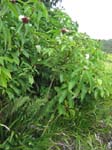 Costus speciosus   - 
