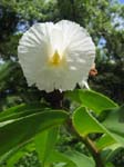 Costus speciosus   - 