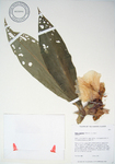 Costus speciosus   - 