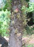 Couroupita guianensis   - 
