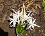Crinum mauritianum   - Inflorescence