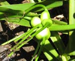 Crinum mauritianum   - Cluster of developing fruits