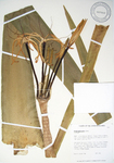 Crinum mauritianum   - 