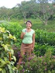 Morinda citrifolia   - 