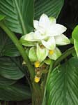 Curcuma longa   - 