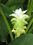 Curcuma longa   - 