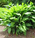 Curcuma longa   - 