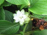 Curcuma longa   - 