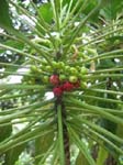 Delissea rhytidosperma   - 