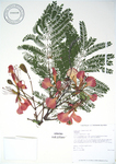 Delonix regia   - 