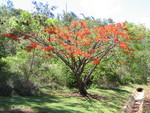 Delonix regia   - Habit, flowering tree, almost leafless
