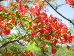 Beautiful Plants of the NTBG
