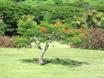 Delonix regia   - Habit, young tree