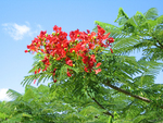 Delonix regia   - Branches with flowers and leaves