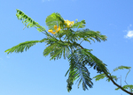 Delonix regia   - Branch, yellow flower form