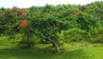 Delonix regia   - Habit, flowering tree
