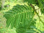 Delonix regia   - Leaves