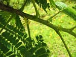 Delonix regia   - Leaves showing petioles