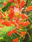 Delonix regia   - Flowers