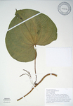 Dioscorea bulbifera   - 