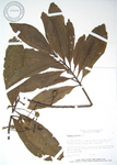 Elaeocarpus carolinensis   - 