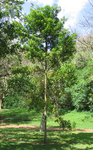 Elaeocarpus carolinensis   - Habit