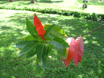 Elaeocarpus carolinensis   - Leafy branch showing old leaves turning red