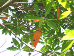 Elaeocarpus carolinensis   - Ripe fruits on branches