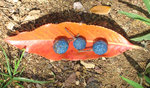 Elaeocarpus carolinensis   - Ripe fruits on leaf