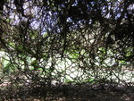 Entada phaseoloides   - Habit showing vining stems