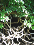 Entada phaseoloides   - Leaves and vining stems