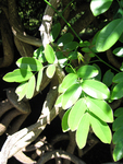 Entada phaseoloides   - Leaves