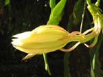 Disocactus �hybridus  'Dolly Madison' - 