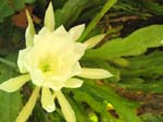 Disocactus �hybridus  'Dolly Madison' - 