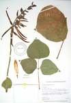 Erythrina berteroana   - 