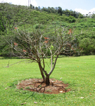 Erythrina berteroana   - 