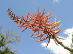 Erythrina berteroana   - 