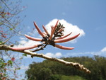 Erythrina lanata subsp. occidentalis  - 