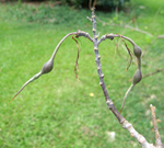 Erythrina lanata subsp. occidentalis  - 