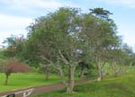 Erythrina X malottorum   - 