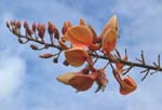 Erythrina X malottorum   - 