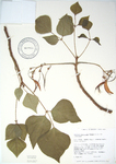 Erythrina poeppigiana   - 