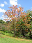 Erythrina poeppigiana   - 