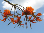 Erythrina poeppigiana   - 
