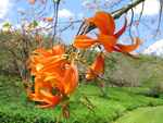 Erythrina poeppigiana   - 