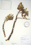 Erythrina sandwicensis green flowered  - 