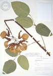Erythrina X malottorum   - 