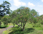 Erythrina X malottorum   - 